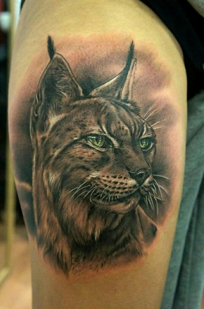Image du lynx