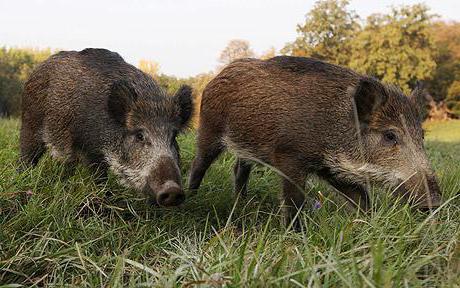 animal de sanglier
