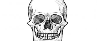 Comment dessiner un crâne