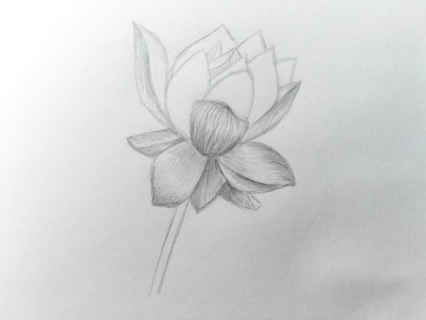 Comment dessiner une fleur avec un crayon ? Une leçon étape par étape. Étape 11. Portraits au crayon - Fenlin.ru