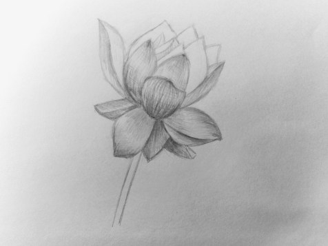 Comment dessiner une fleur avec un crayon ? Une leçon étape par étape. Étape 12. Portraits au crayon - Fenlin.ru