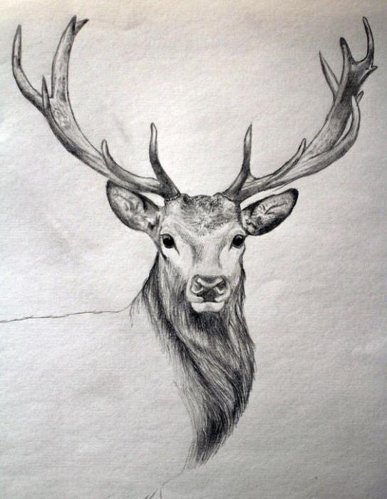Comment dessiner une tête de cerf au crayon ?
