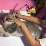 Comment dessiner un chat