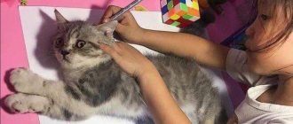 Comment dessiner un chat