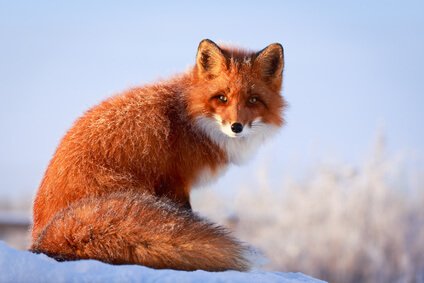 Comment dessiner un renard, étape par étape : 3 variantes