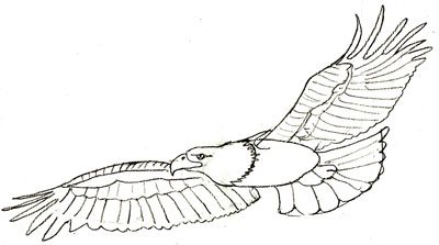 Comment dessiner un aigle, étape 5