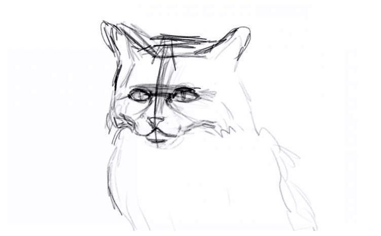 Comment dessiner un chat en peluche