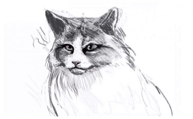 Comment dessiner un chat en peluche