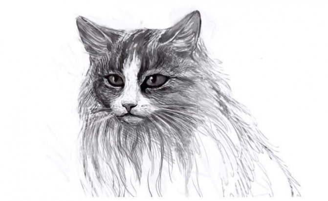 Comment dessiner un chat en peluche