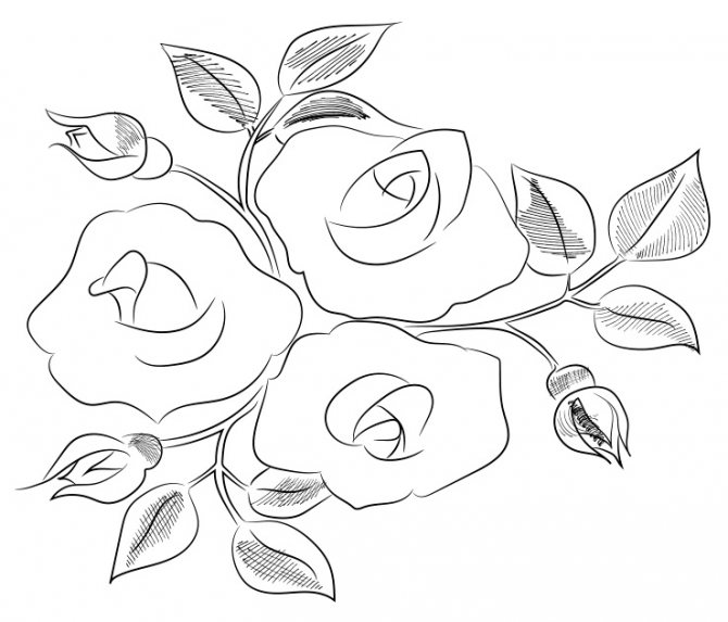 Comment dessiner une rose