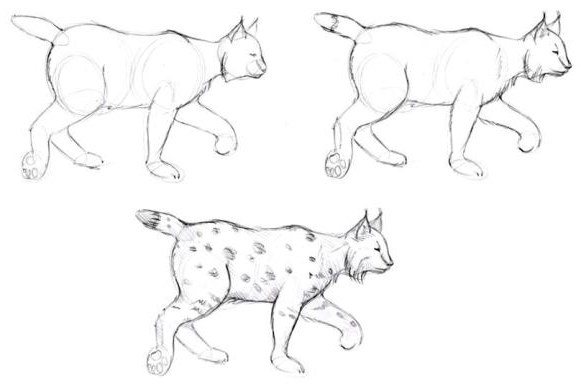 Comment dessiner un lynx au crayon ?