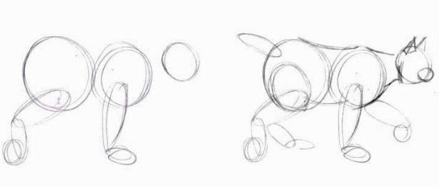 Comment dessiner un lynx étape par étape