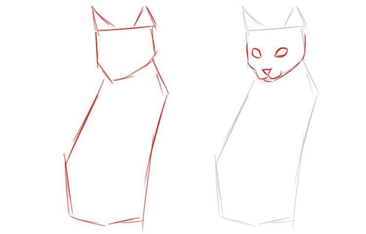 Comment dessiner un chat assis en taille réelle