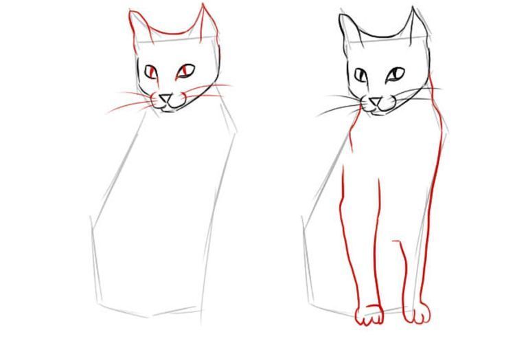 Comment dessiner un chat assis en taille réelle