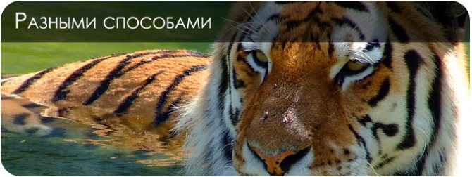 Comment dessiner un tigre