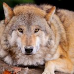 Comment distinguer un loup d'un chien