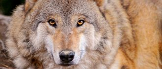Comment distinguer un loup d'un chien