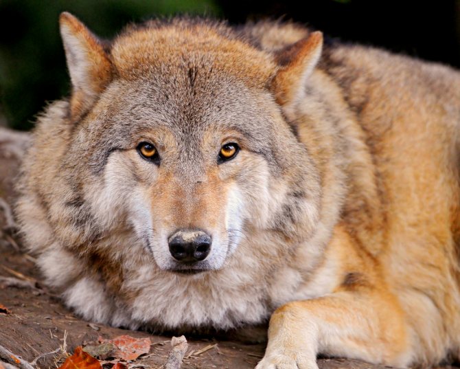 Comment distinguer un loup d'un chien