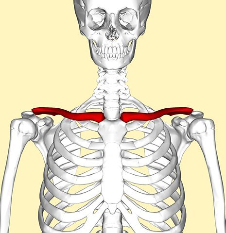 A quoi ressemble la clavicule