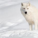 A quoi ressemble un loup polaire