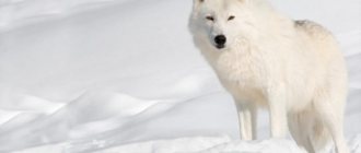 A quoi ressemble un loup polaire