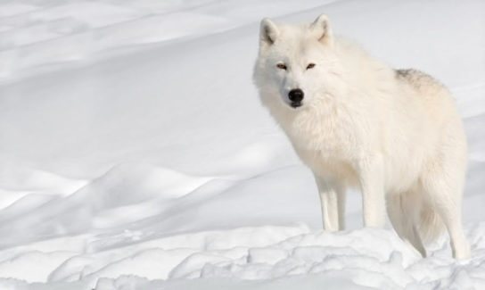A quoi ressemble le loup polaire ?