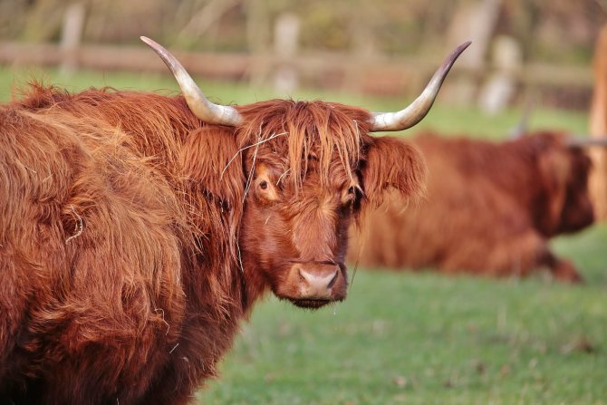 Images et photos avec le taureau - symbole de 2021