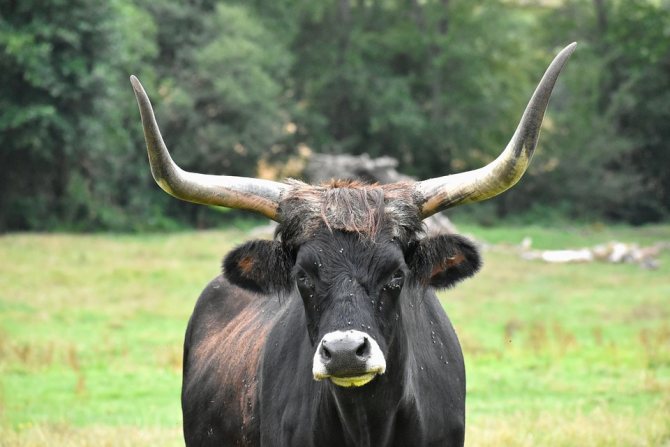 Images et photos avec le taureau, symbole de 2021