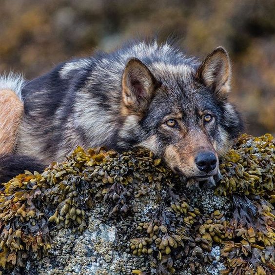 Images et photos de loups