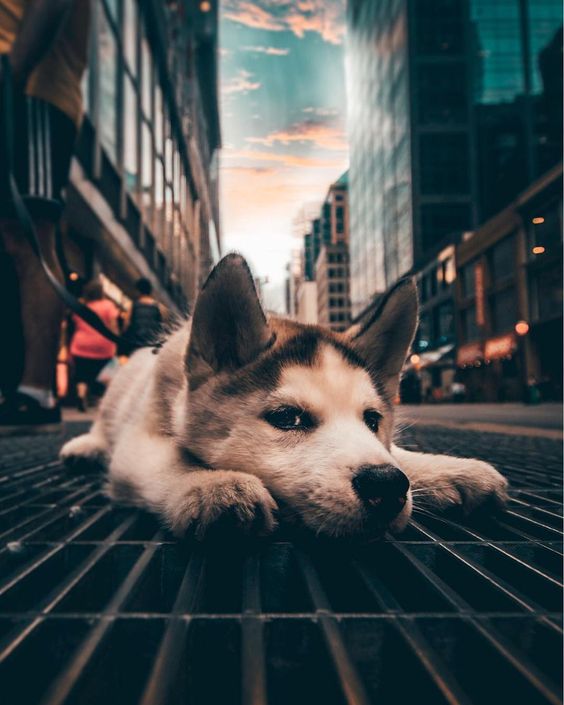 Images et photos de loups