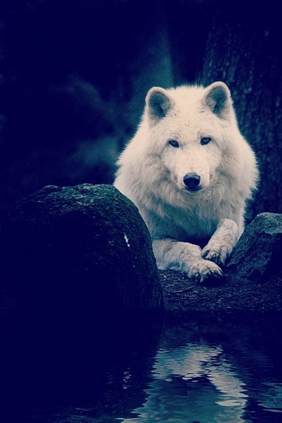Images et photos de loups