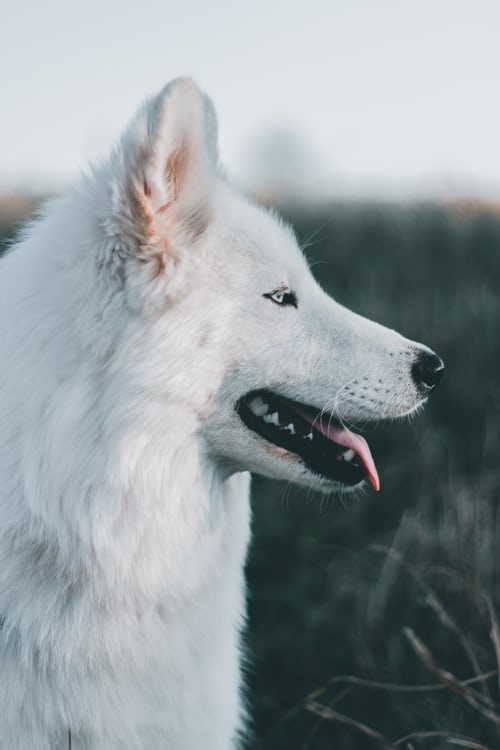 Images et photos de loups