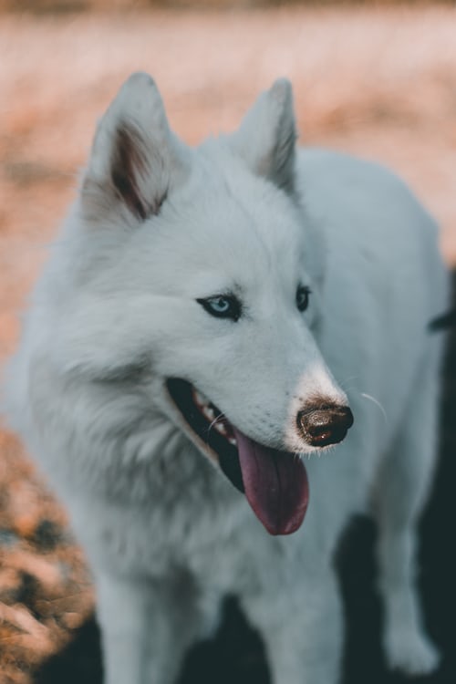 Images et photos de loups