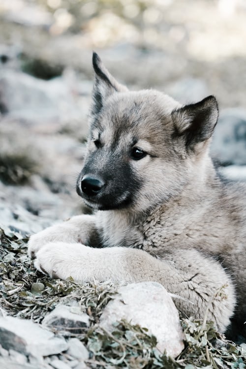 Images et photos de loups
