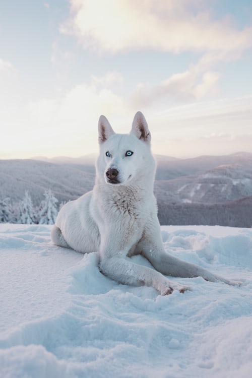 Images et photos de loups