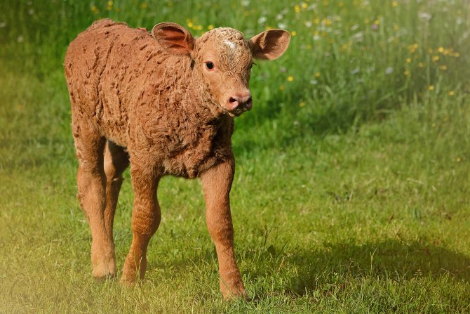 Images de veaux mignons pour le Nouvel An 2021
