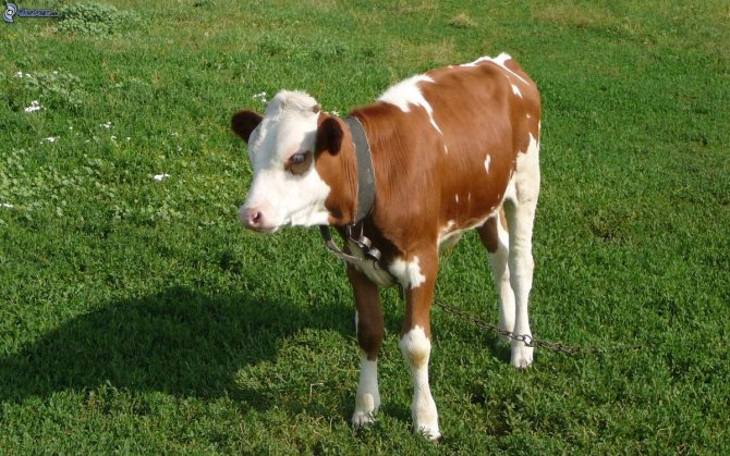 Images de vaches mignonnes pour le Nouvel An 2021