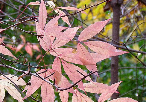 Érable d'automne