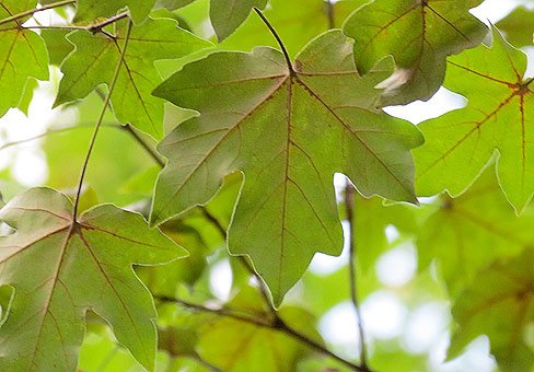 Érable champêtre ou érable à feuilles de houx