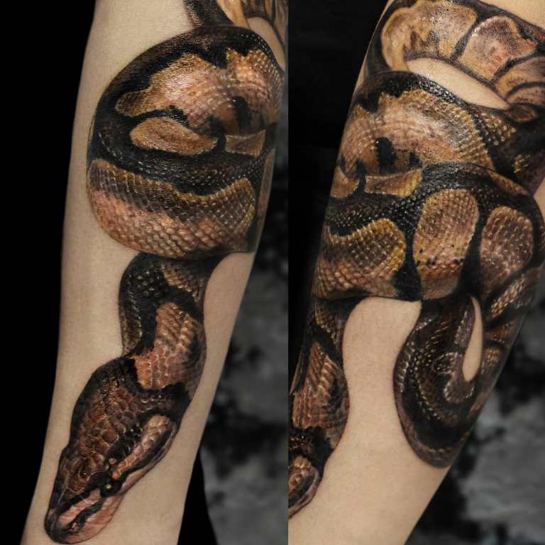 croquis du cobra