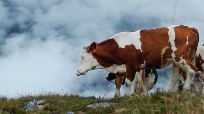 Vache le jour de l'an 2021