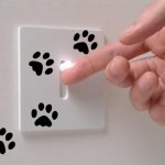 Pattes de chat