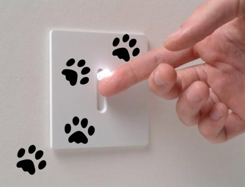 Pattes de chat