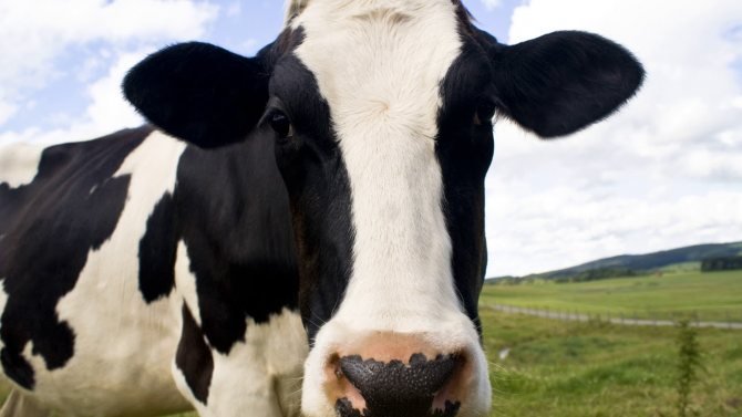 Une belle vache pour le Nouvel An 2021