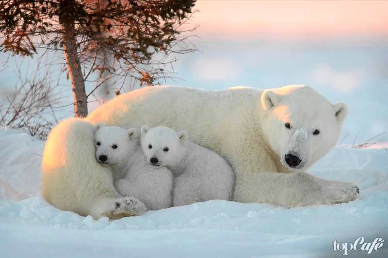 De belles photos d'ours : ours polaire