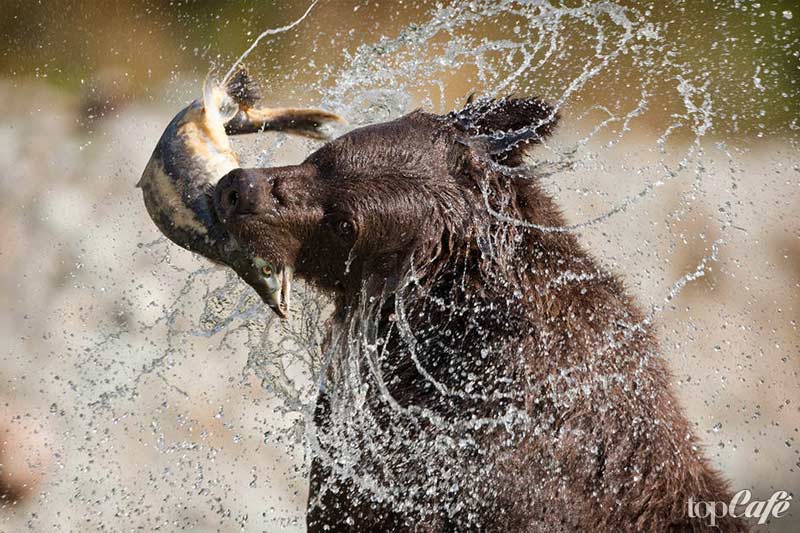 De belles photos d'ours : Ours brun