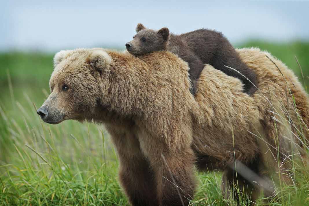 De belles photos d'ours