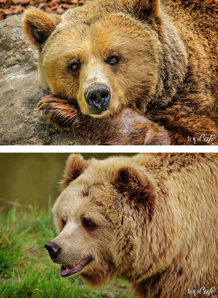 De belles photos d'ours