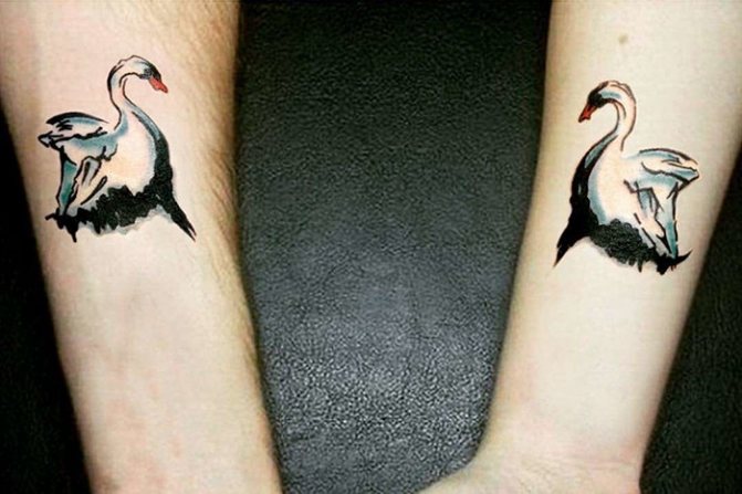 Beaux cygnes