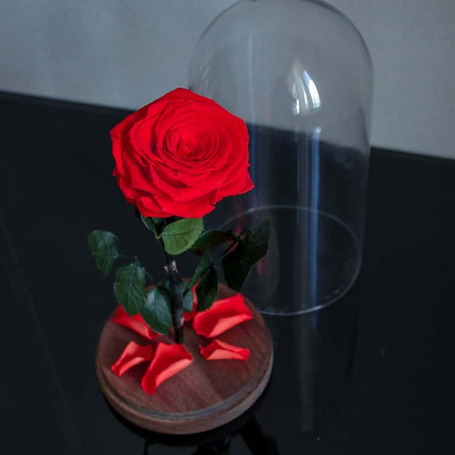 Une rose rouge dans un flacon